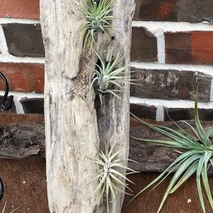 Air plants on driftwood 3 gorgeous lil plants